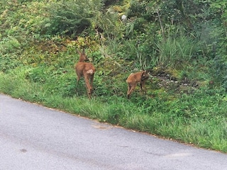 Casa de vacaciones Bengtsfors  23