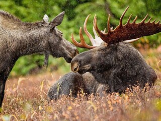 Maison de vacances Schweden  15