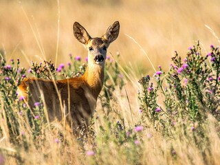 Casa per le vacanze Sandhem  15