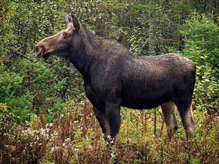 Vakantiehuis Sandhem  19