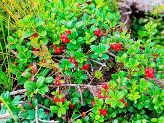 Vakantiehuis Sälen  21