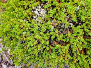 Vakantiehuis Sälen  16