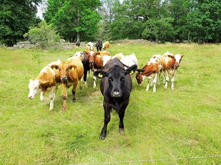 Vakantiehuis Tingsryd  16