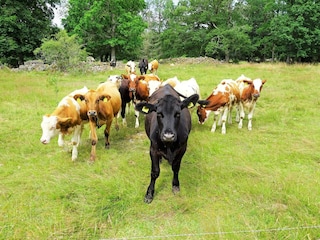 Ferienhaus Tingsryd  26