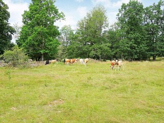 Vakantiehuis Tingsryd  31