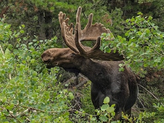 Ferienhaus Klavreström  15