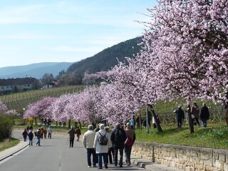 Casa per le vacanze Bad Dürkheim Ambiente 38