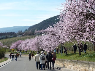 Vakantiehuis Bad Dürkheim Omgeving 39