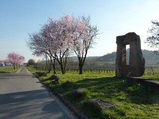 Maison de vacances Bad Dürkheim Environnement 36