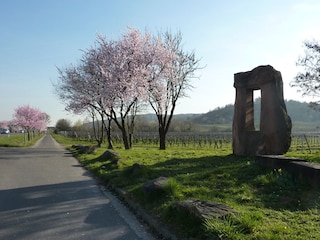 Vakantiehuis Bad Dürkheim Omgeving 36
