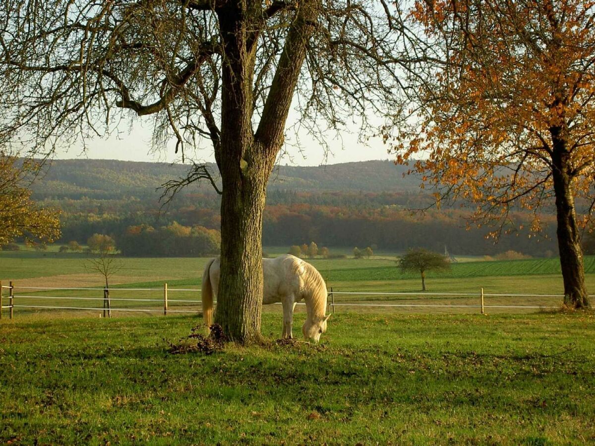 Weitblick mit Pferd