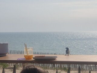 Casa per le vacanze Lacanau Ambiente 31