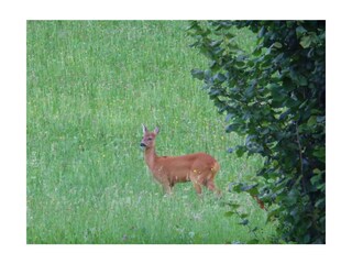 Reh vor unserem haus