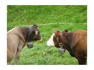 Kühe auf der Alm