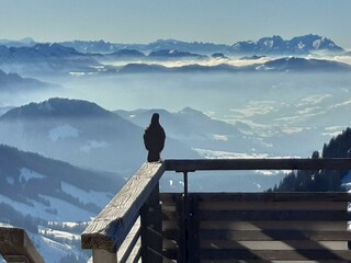 Aussicht am Hochgrat