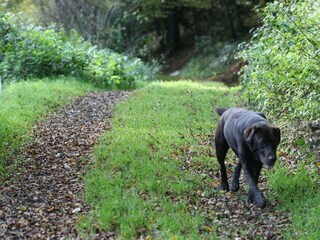 Wanderweg