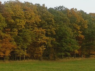 Bunt sind schon die Wälder