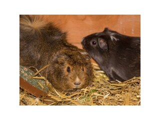 meerschweinchen1