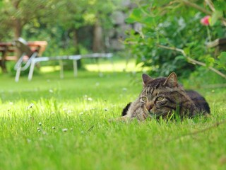 Nachbarkatze "Franz" im Garten