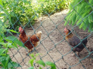 Hühner im Garten