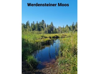 Werdensteiner Moos