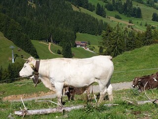 Blick nach Steibis auf dem Weg zum Imberg
