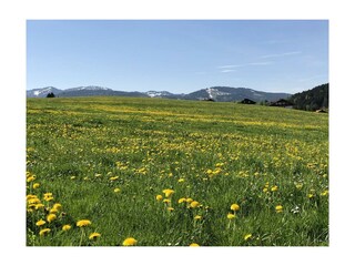 Fewo „Auszeit“ Freie Sicht auf die Löwenzahnwiese