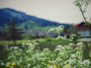 Frühlingswiese bei Buchenegg