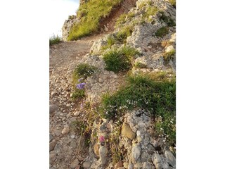 Hochgrat-Nagelfluhgestein