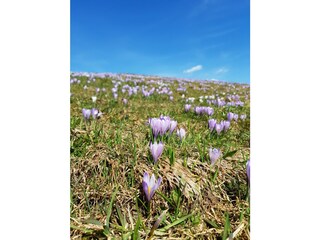Krokusblüte auf dem Hündle