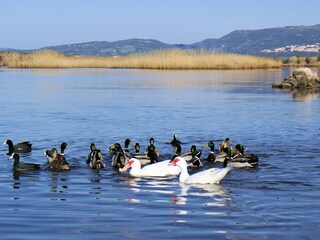 Casa per le vacanze Valledoria Ambiente 20