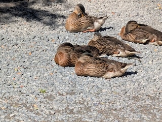 Ferienhaus Ebeltoft  7
