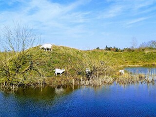 Casa per le vacanze Ringkøbing  8