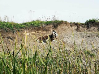 Vakantiehuis Ringkøbing  17