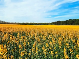 Ferienhaus Bønnerup Strand  38