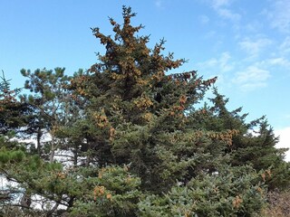 Ferienhaus Blåvand  29