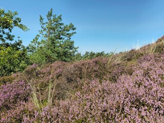 Vakantiehuis Toftum  18