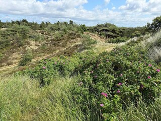 Vakantiehuis Toftum  23
