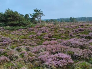 Maison de vacances Lakolk  20