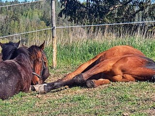 Ferienhaus Nyköping Außenaufnahme 4