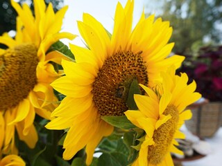 Maison de vacances Onsala Enregistrement extérieur 7