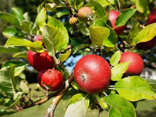 Maison de vacances Onsala Enregistrement extérieur 8