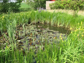 Teich im Garten