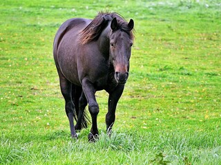 Maison de vacances Tostared  12