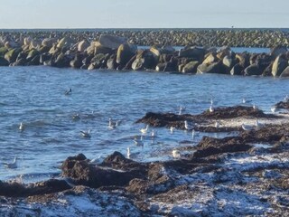 Ferienhaus Dannemare  12