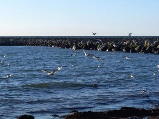 Ferienhaus Dannemare  53