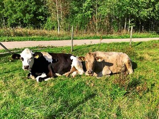 Maison de vacances Boras  16