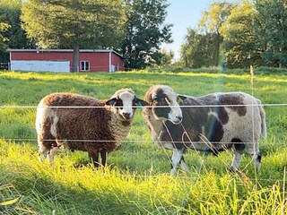 Casa per le vacanze Boras  20