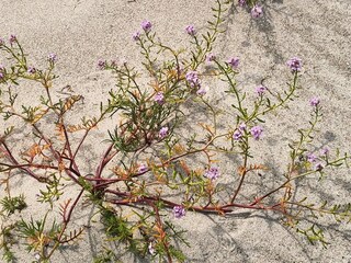 Ferienhaus Vaeggerløse  33