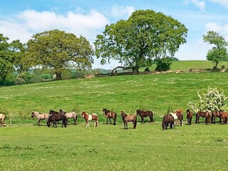 Maison de vacances Humble Enregistrement extérieur 9